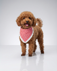 Load image into Gallery viewer, Brown dog wearing a red and white checkered bandana on a white background
