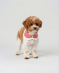 Load image into Gallery viewer, Small dog wearing a red checkered bandana on a light gray background
