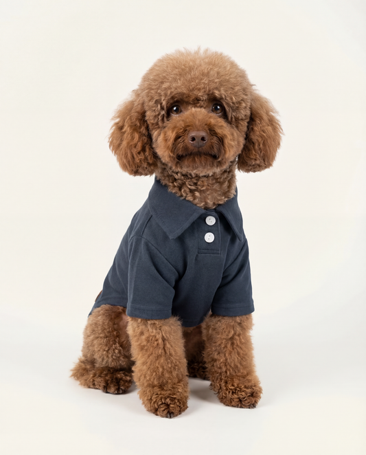 Brown dog wearing a navy blue coat with white buttons - Front of Timeless Pique Polo