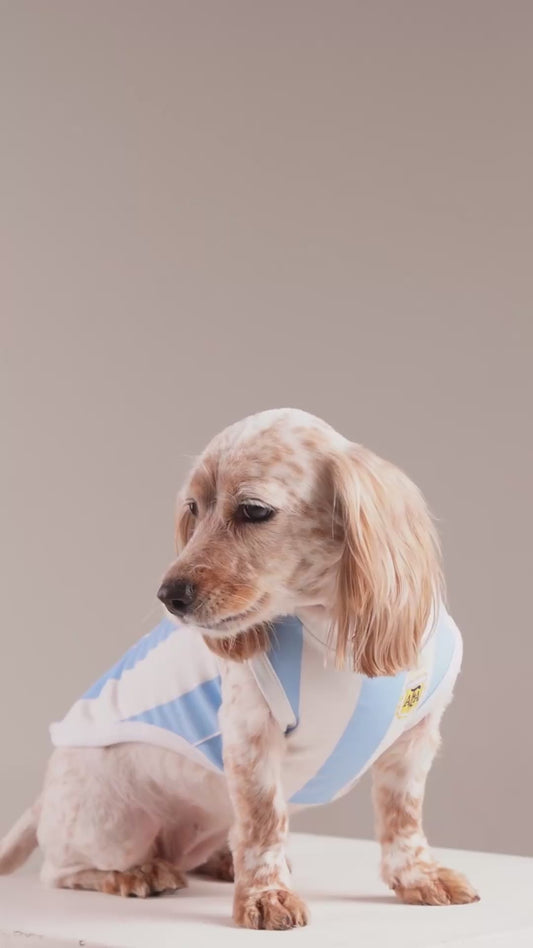 Cielo Argentina Jersey — Matching Dog & Owner Outfit