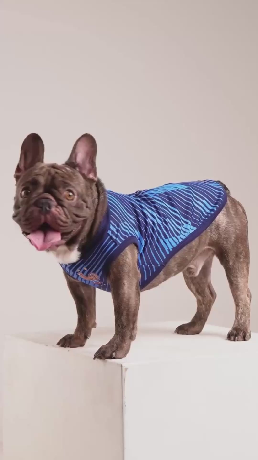 France Matching Dog & Owner Outfit 