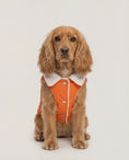 Load and play video in Gallery viewer, Small Dog Jackets
