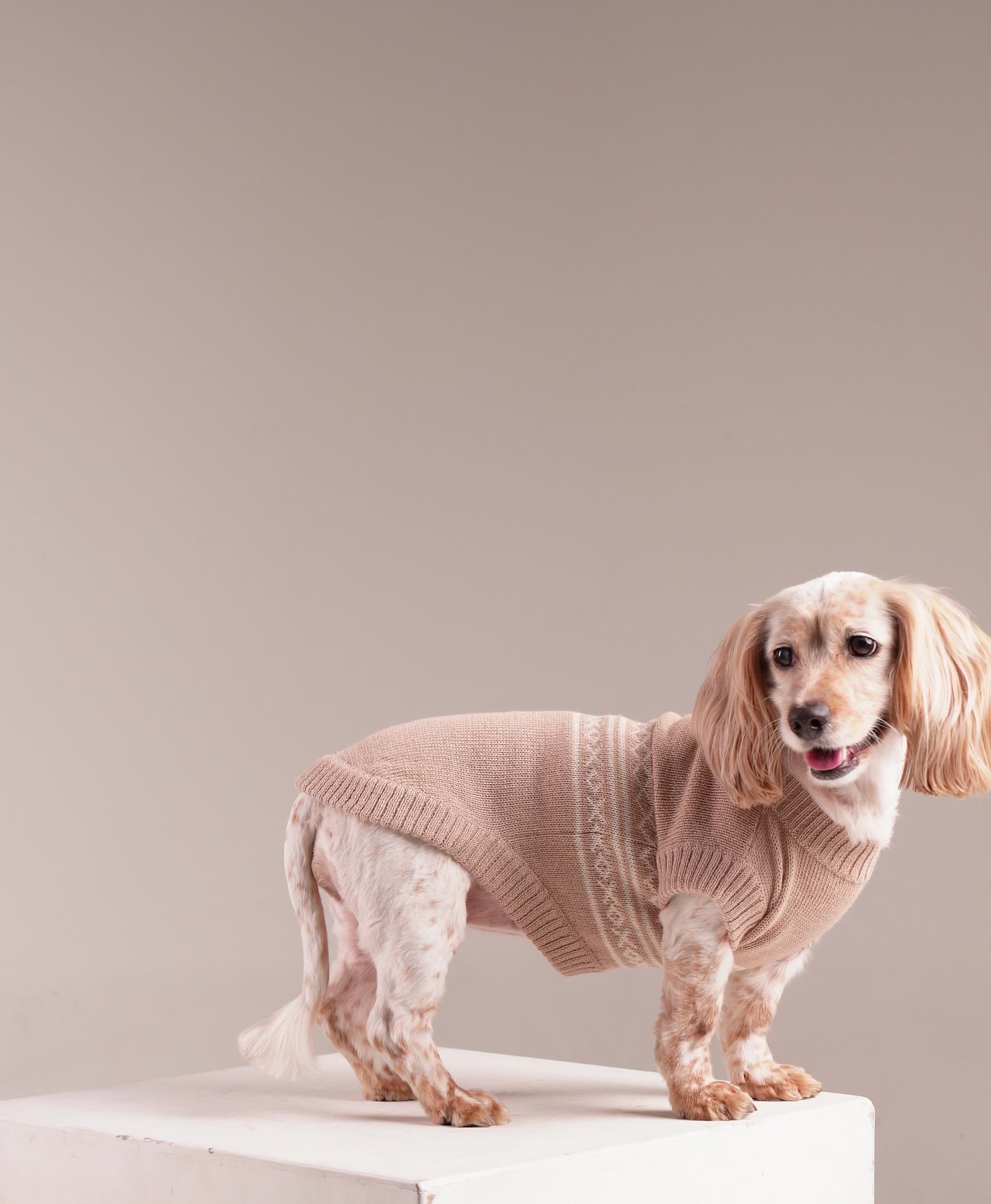 Oat Biscuit Baby Alpaca Dog Sweater