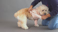 Load and play video in Gallery viewer, Dog wearing clothes tutorial for everyday comfort
