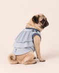 Load image into Gallery viewer, Frost Guardian Winter Hero Dog Costume
