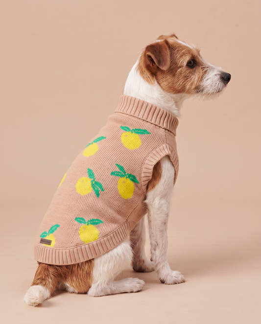 Lemon Cream Knit - Baby Alpaca Dog Sweater